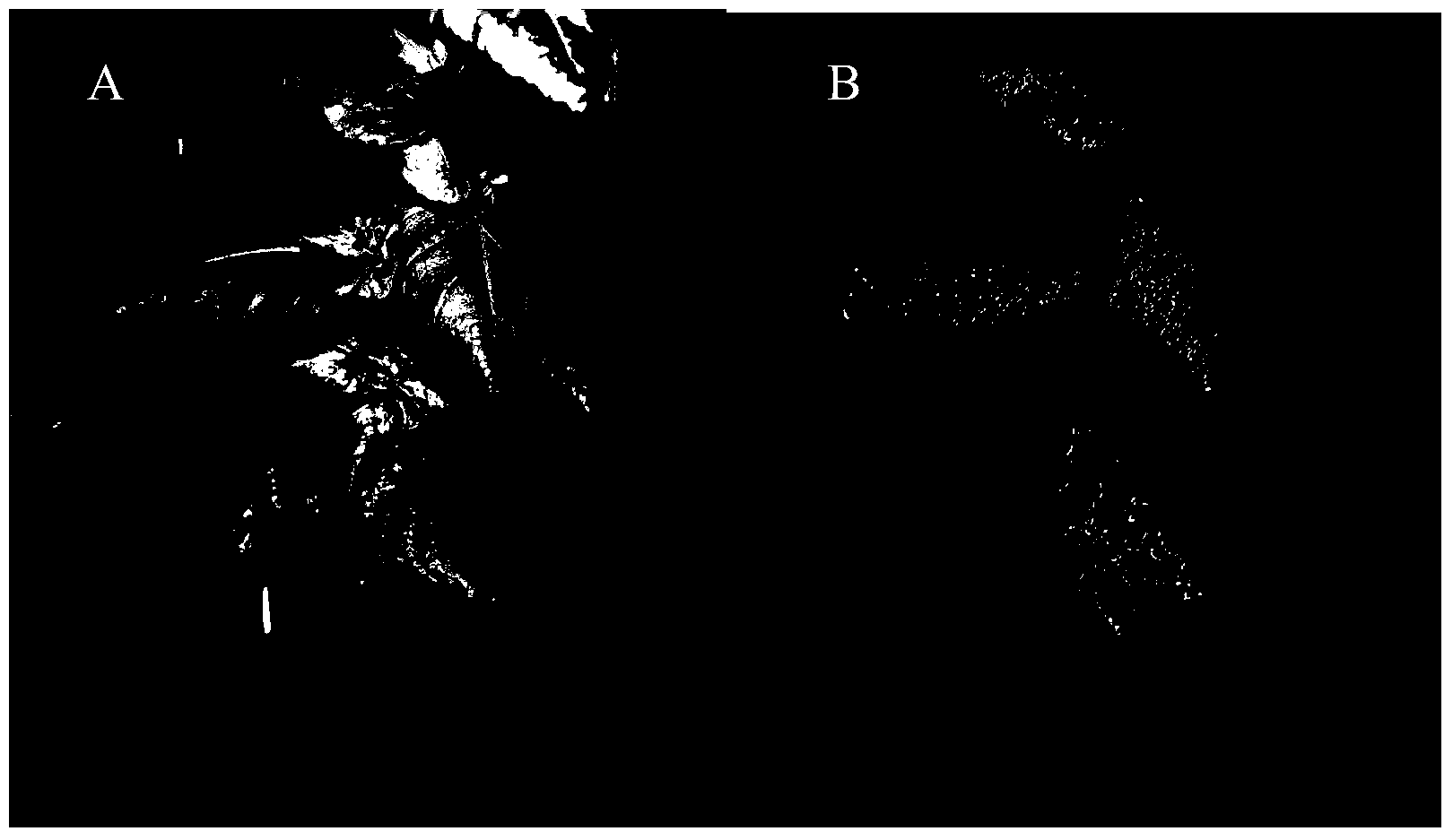 Expression vector construction method and kit of citrus tristeza virus