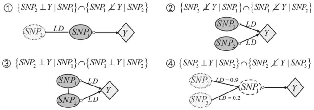 Causal correlation analysis method for fine positioning of whole genome pathogenic SNP (Single Nucleotide Polymorphism)