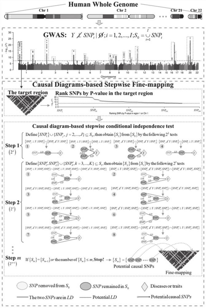 Causal correlation analysis method for fine positioning of whole genome pathogenic SNP (Single Nucleotide Polymorphism)