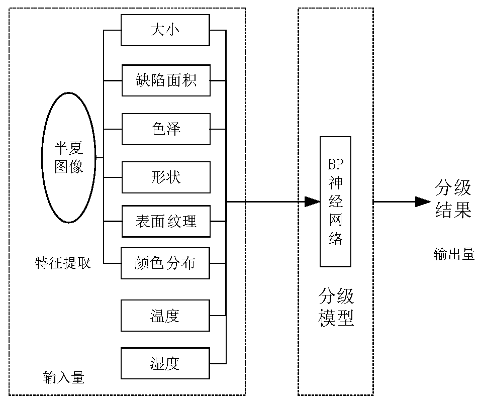 Pinellia ternate quality grading method based on neural network