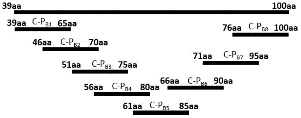 Delayed-type allergic reaction antigen epitope polypeptides of mycobacterium bovis CFP-10 and application thereof