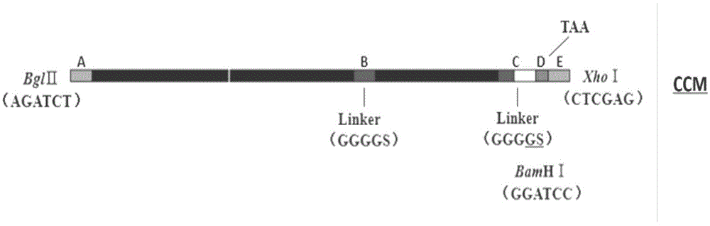 Delayed-type allergic reaction antigen epitope polypeptides of mycobacterium bovis CFP-10 and application thereof