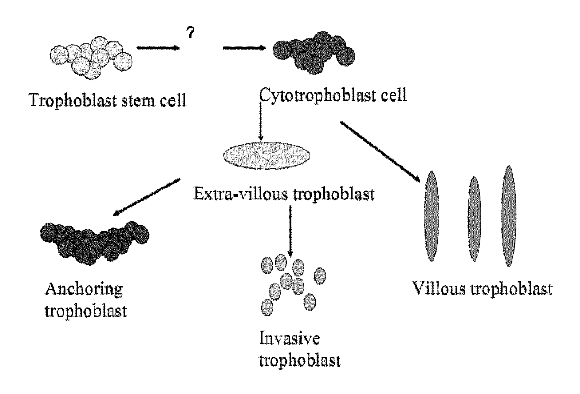 De Novo Anembryonic Trophoblast Vesicles and Methods of Making and Using Them