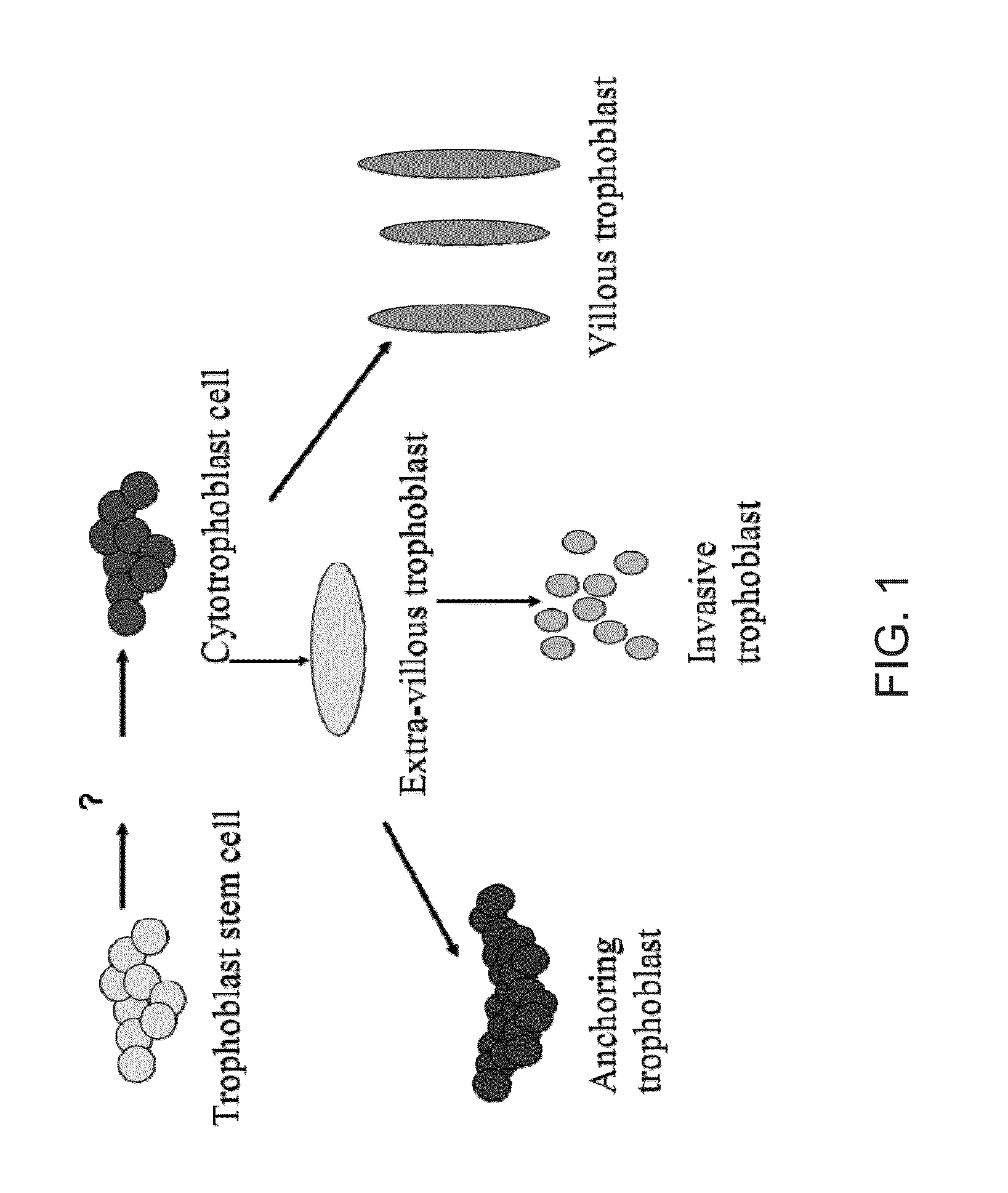 De Novo Anembryonic Trophoblast Vesicles and Methods of Making and Using Them