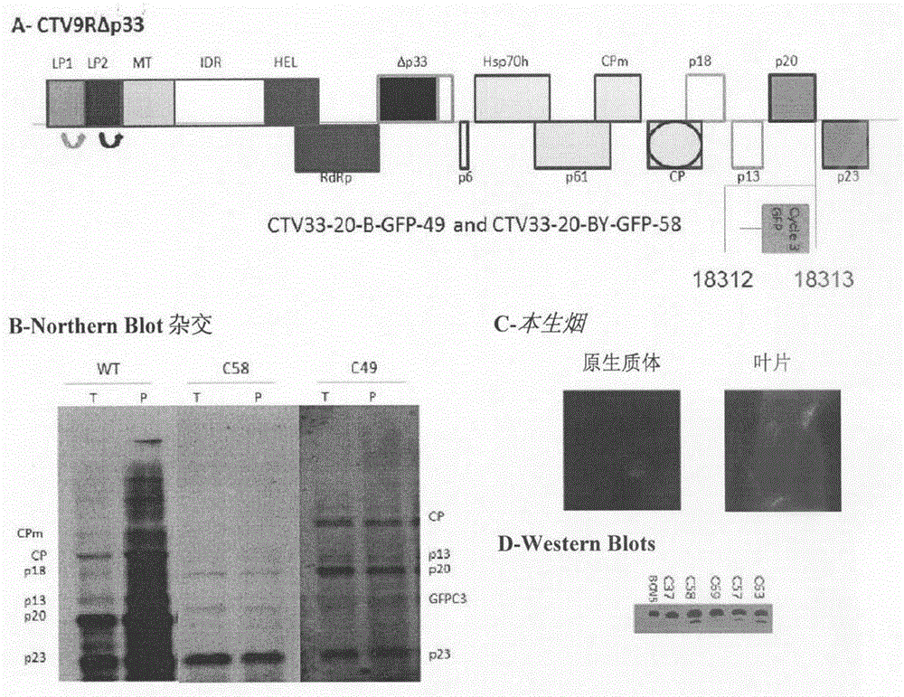 Citrus tristeza virus based vectors for foreign gene/s expression