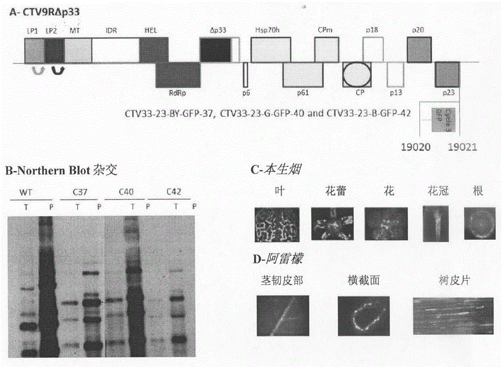 Citrus tristeza virus based vectors for foreign gene/s expression