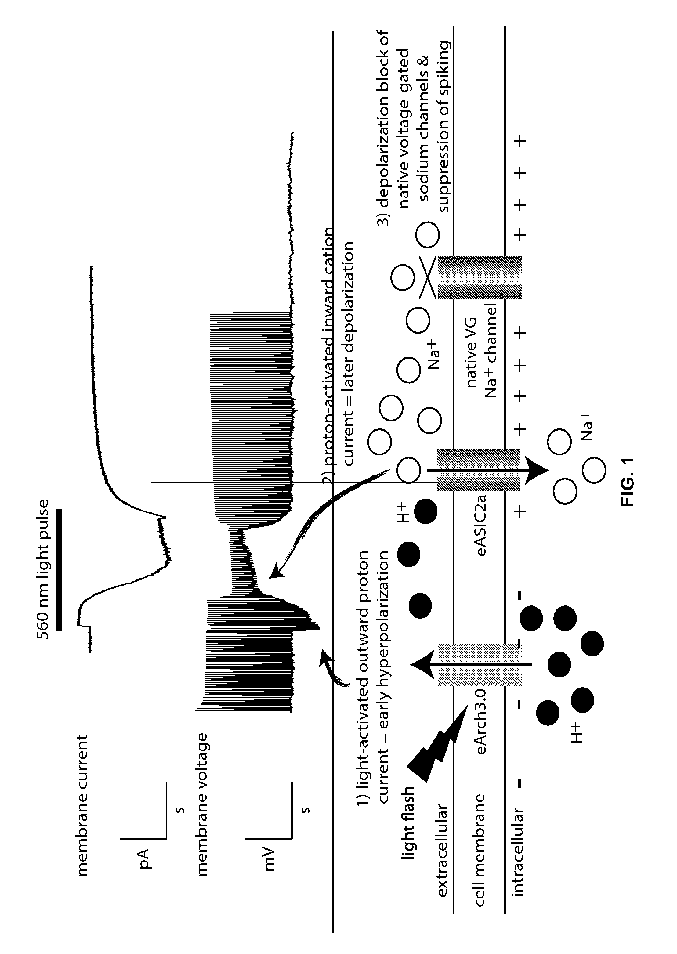 Devices, systems and methods for optogenetic modulation of action potentials in target cells