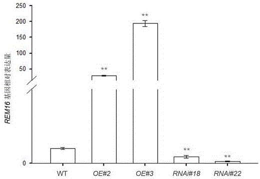 Expression vector of arabidopsis gene REM16 and application to regulation and control of flowering stages of plants thereof
