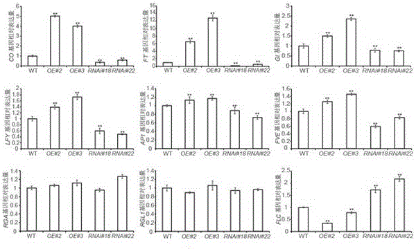 Expression vector of arabidopsis gene REM16 and application to regulation and control of flowering stages of plants thereof