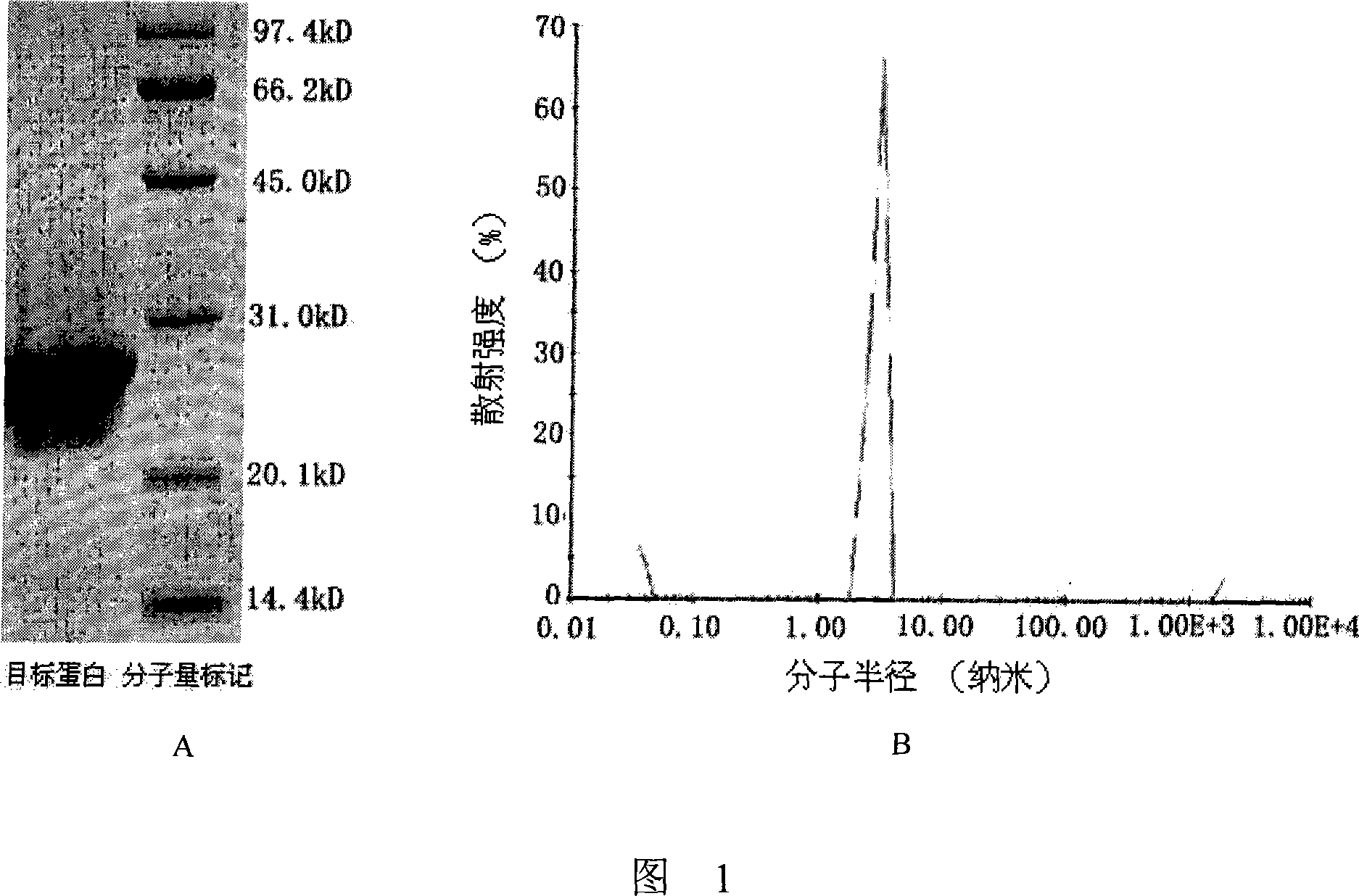 Compound for Fab fragment of Rituximab and CD20 antigen epitope polypeptide