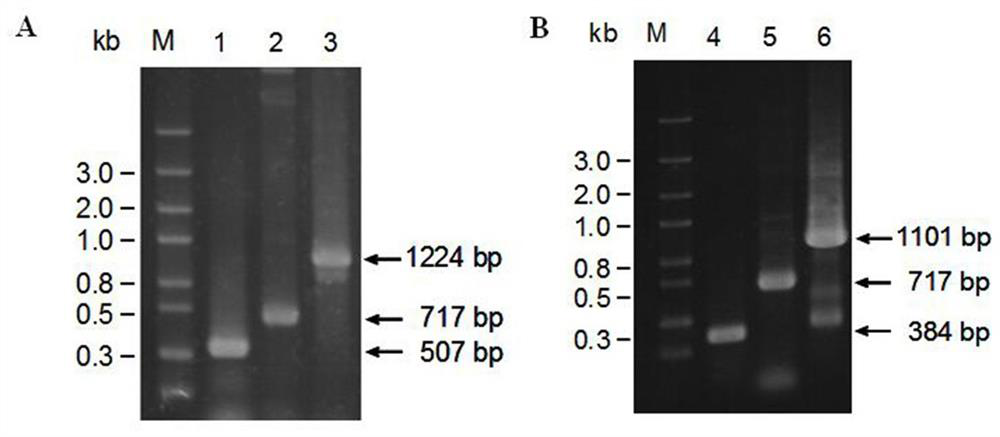 A bisporus ethylene receptor protein ab143539