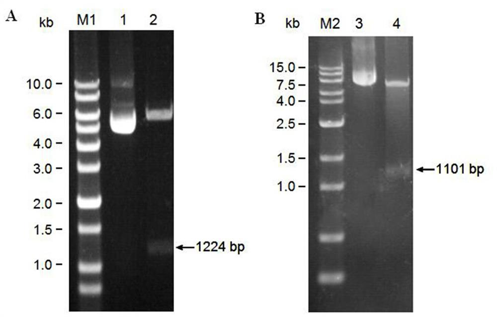 A bisporus ethylene receptor protein ab143539