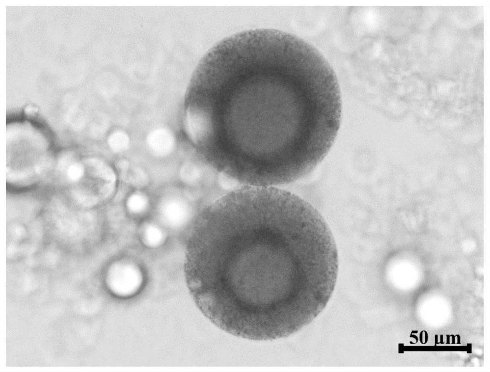 A self-assembled collagen-stimulated microsphere with a natural shell-core structure and its preparation method