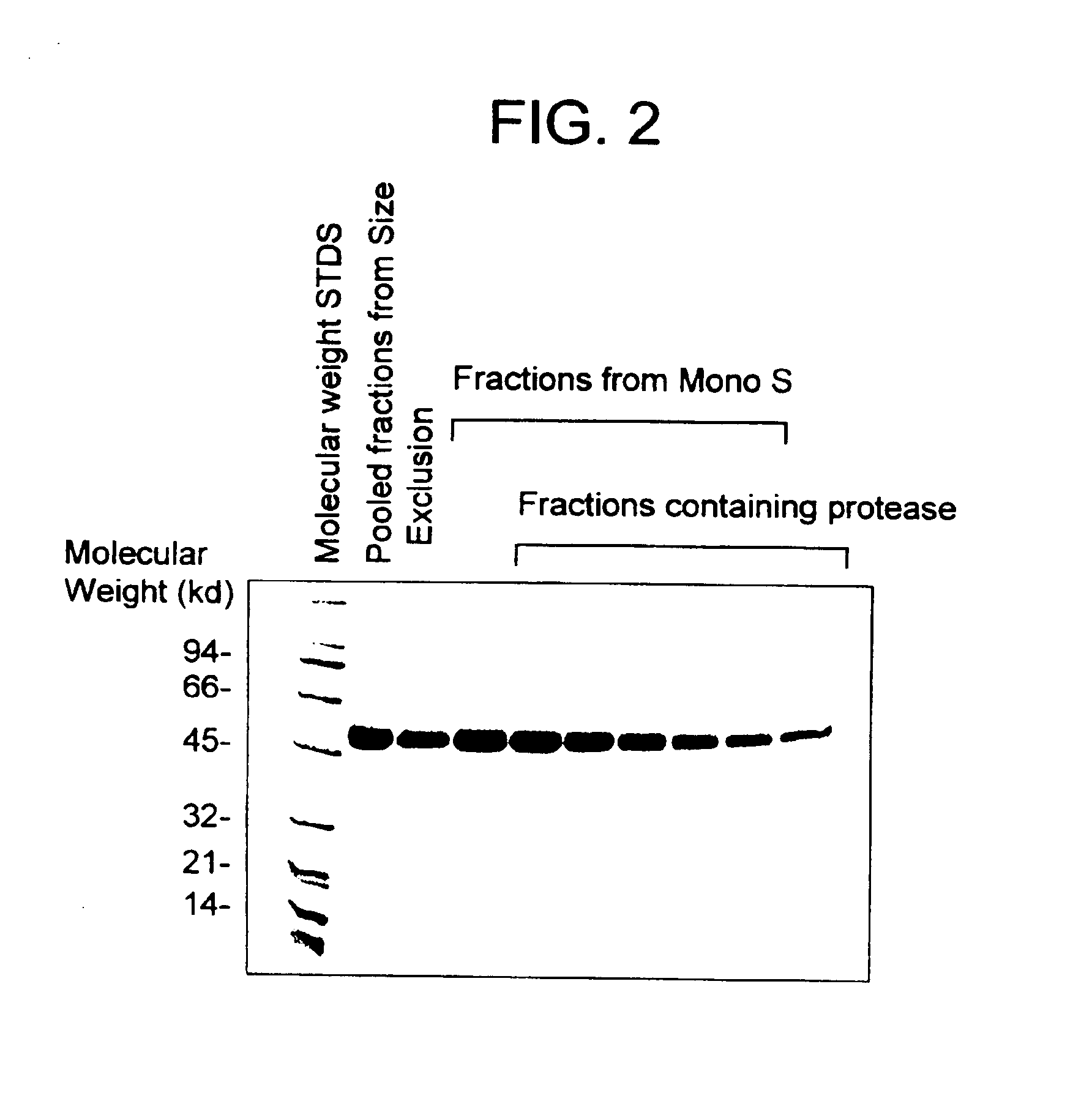 Highly purified mocarhagin, a cobra venom protease, polynucleotides encoding same and related proteases, and therapeutic uses thereof