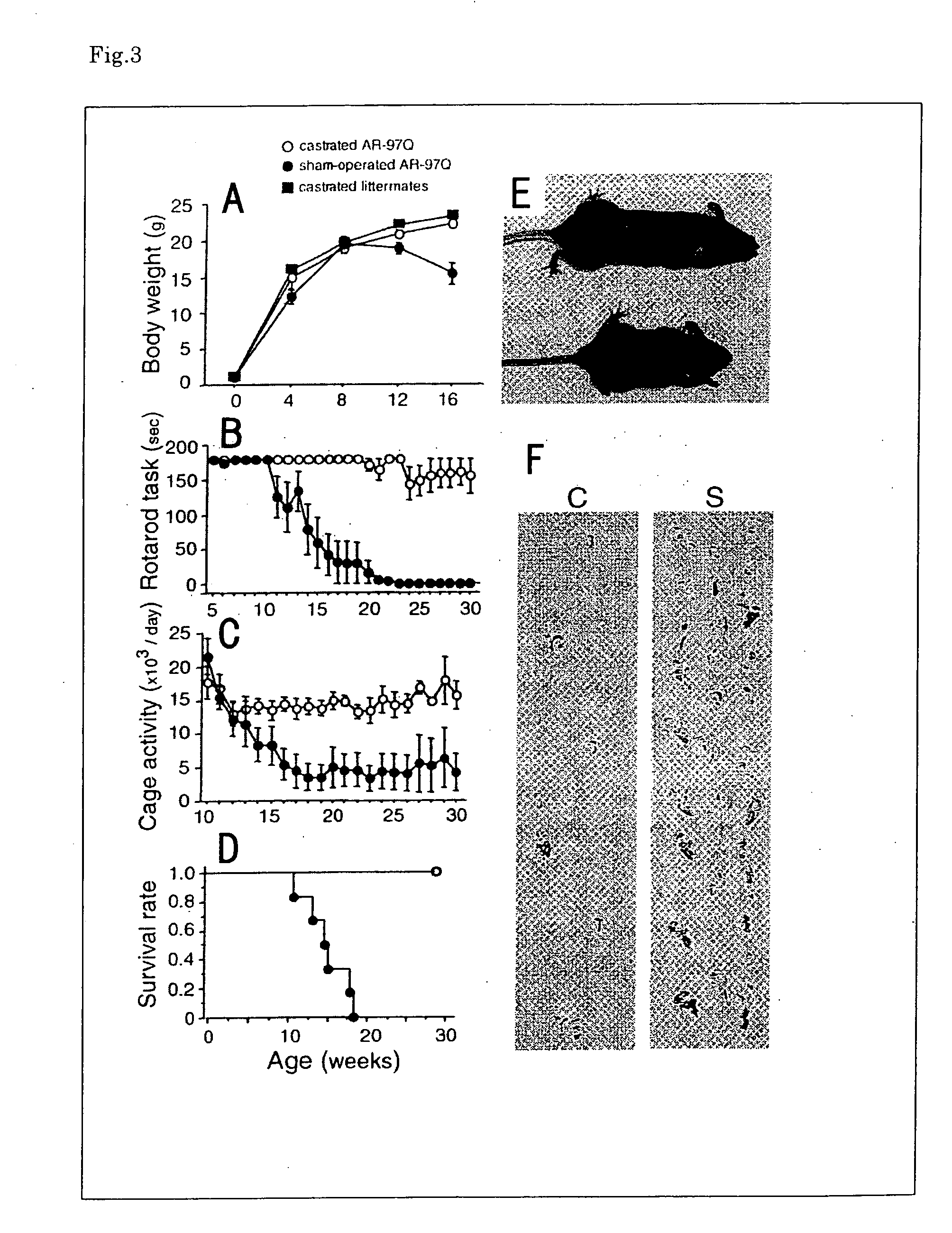 Nonhuman animal reproducing pathogenic conditions of spinal and bulbar muscular atrophy and remedy for spinal and bulbar muscular atrophy