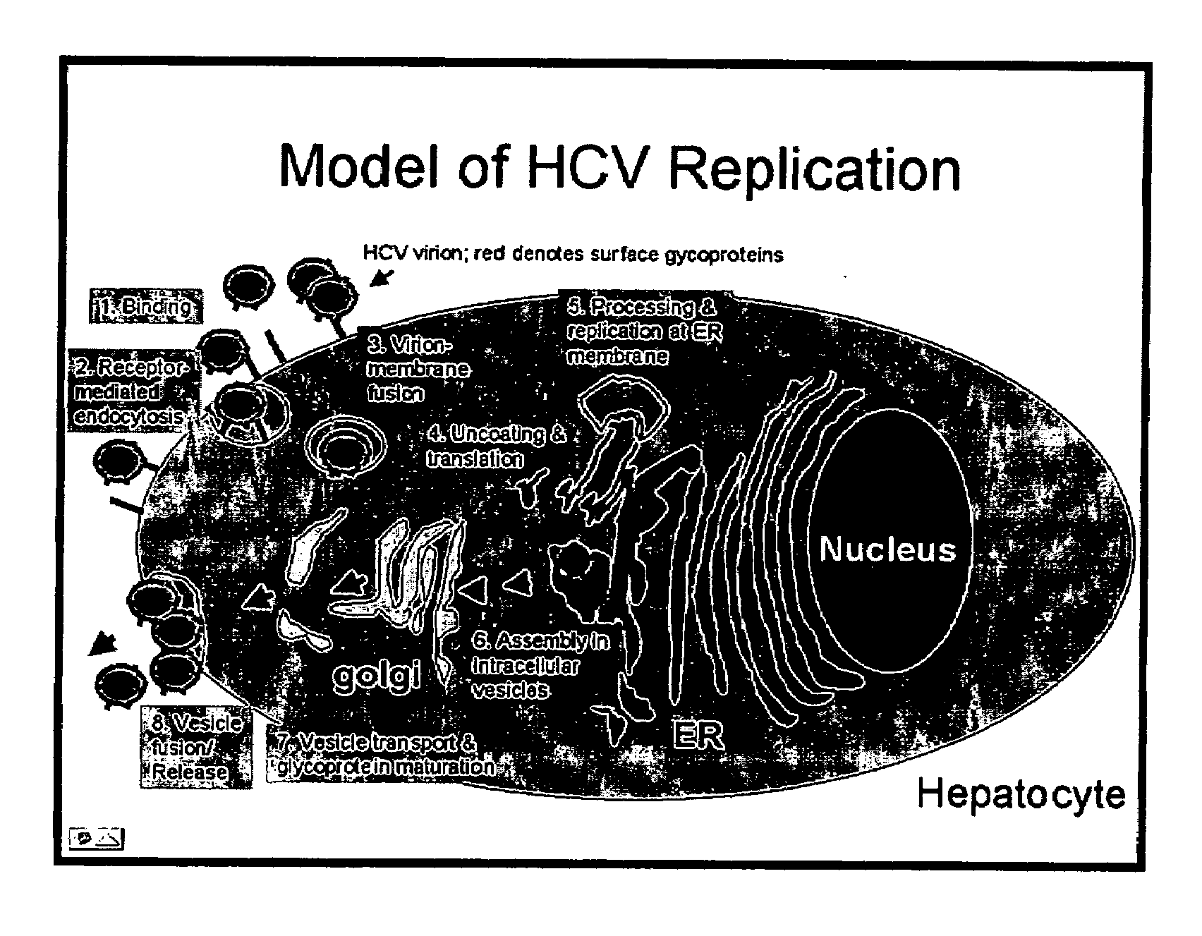 Methods for the production of HCV, assaying HCV entry, and screening drugs and cellular receptors for HCV