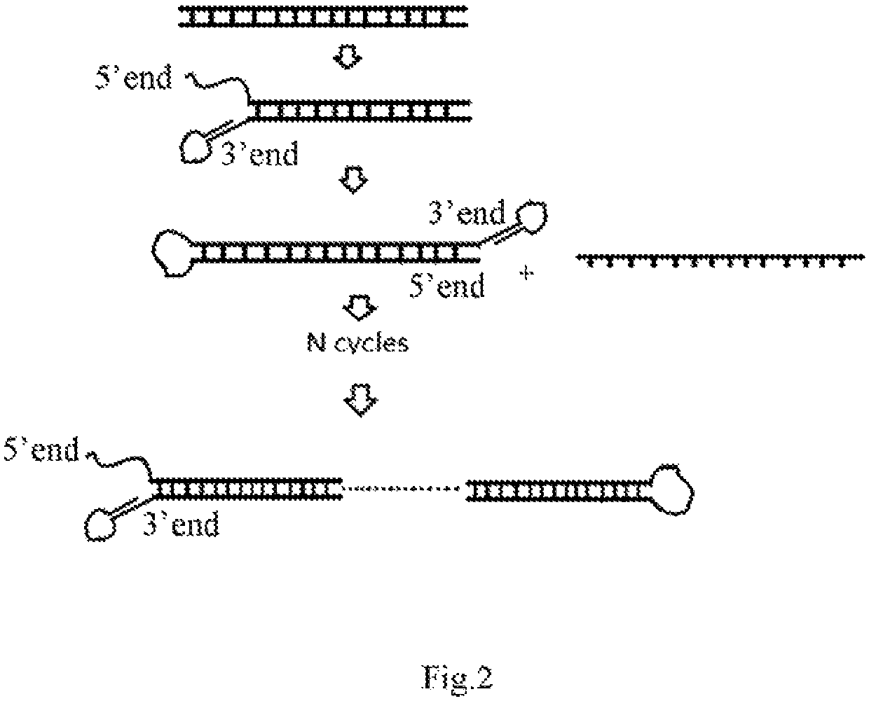 Nucleic acid isothermal self-amplification method