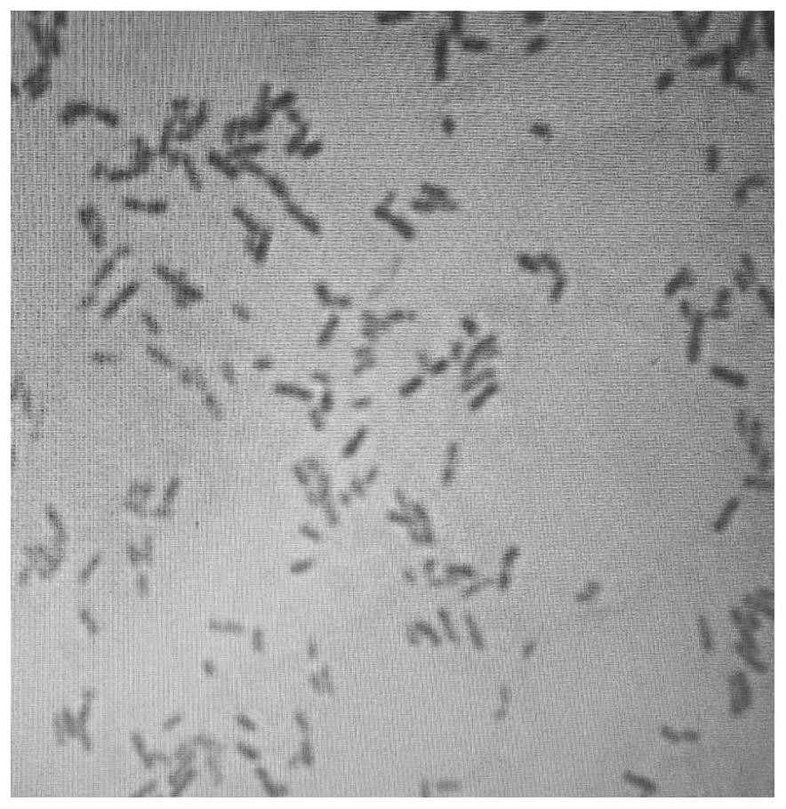 A Low-Temperature Cellulose Degrading Bacteria