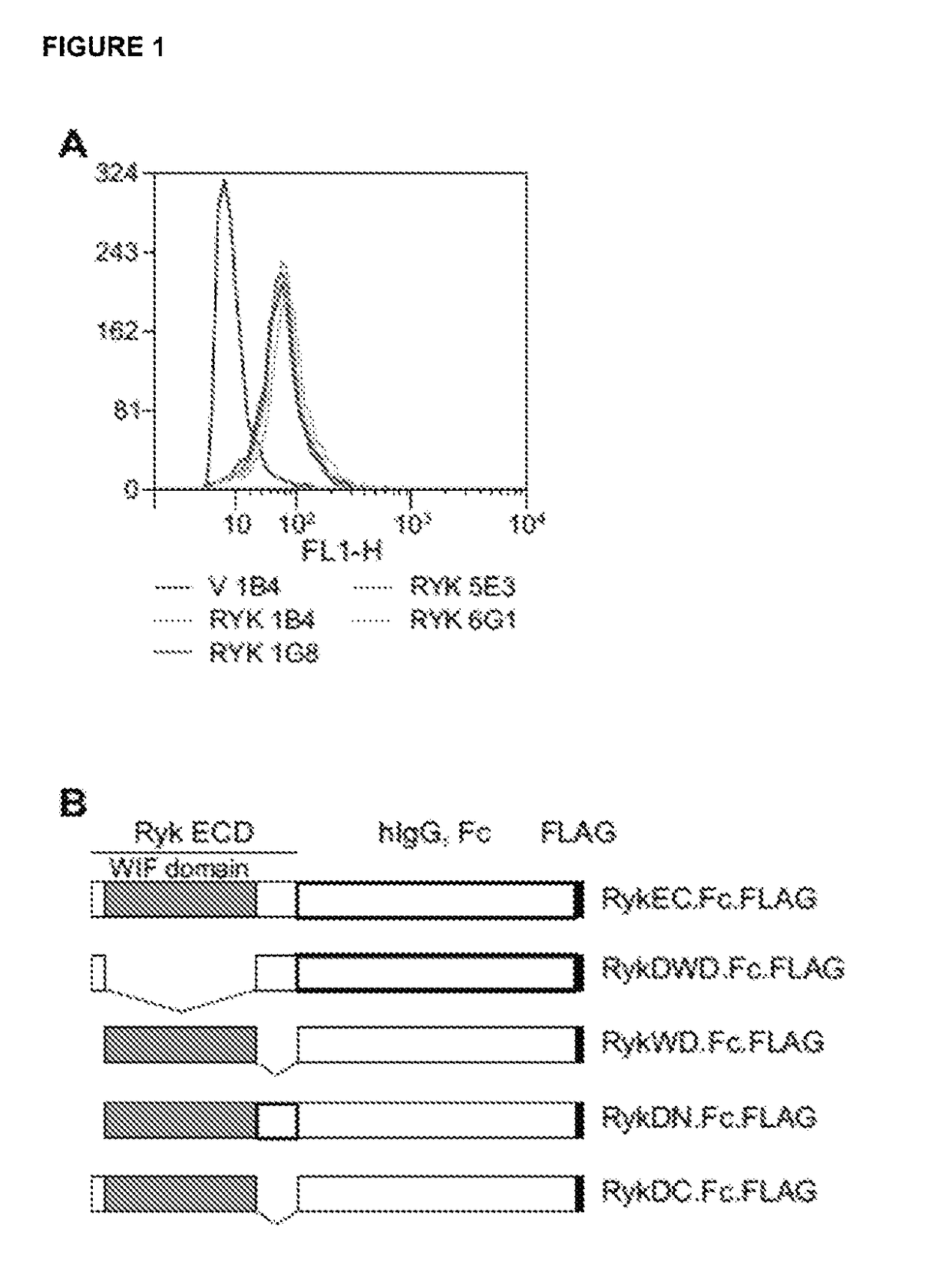 Antibodies against human RYK and uses therefor