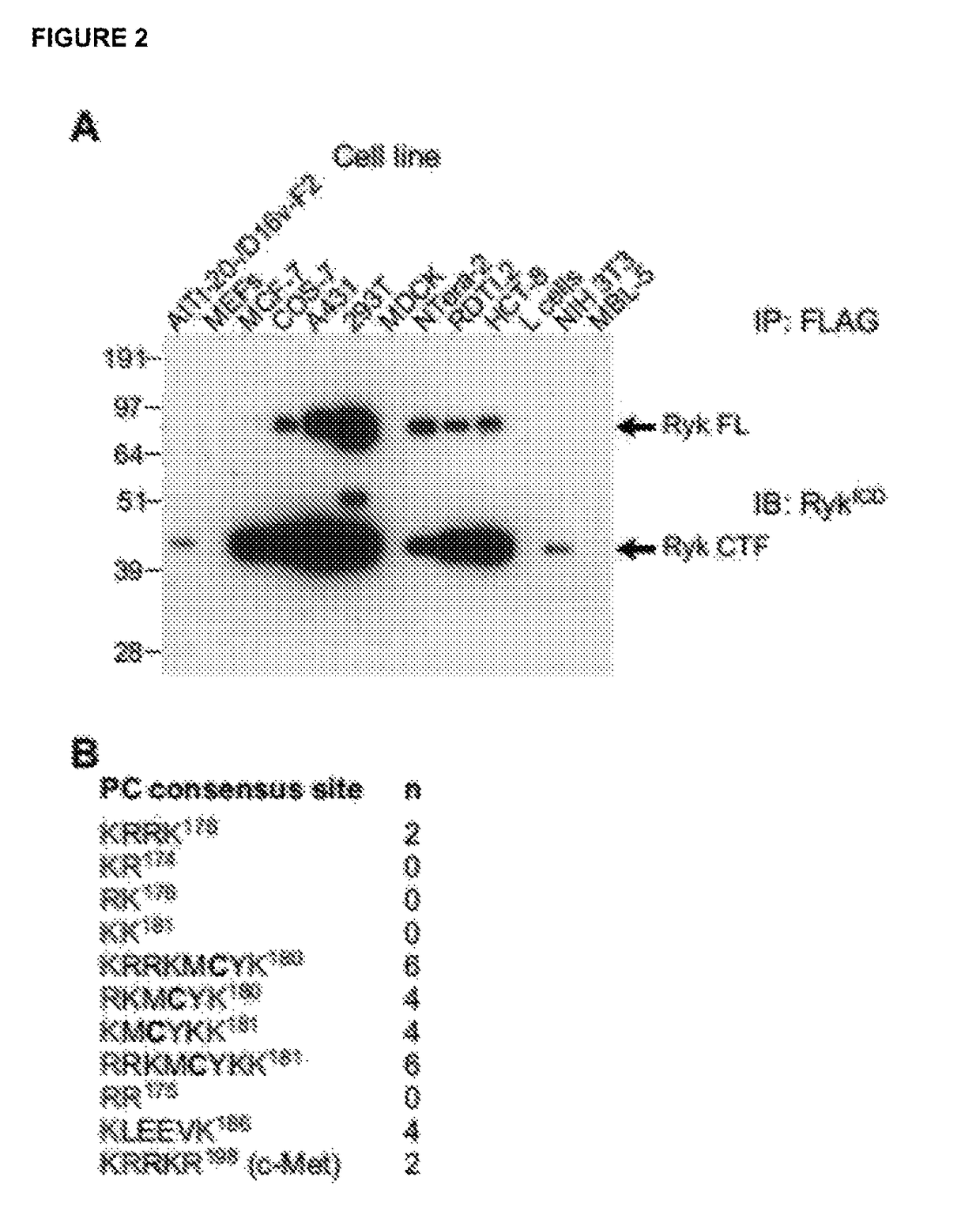 Antibodies against human RYK and uses therefor