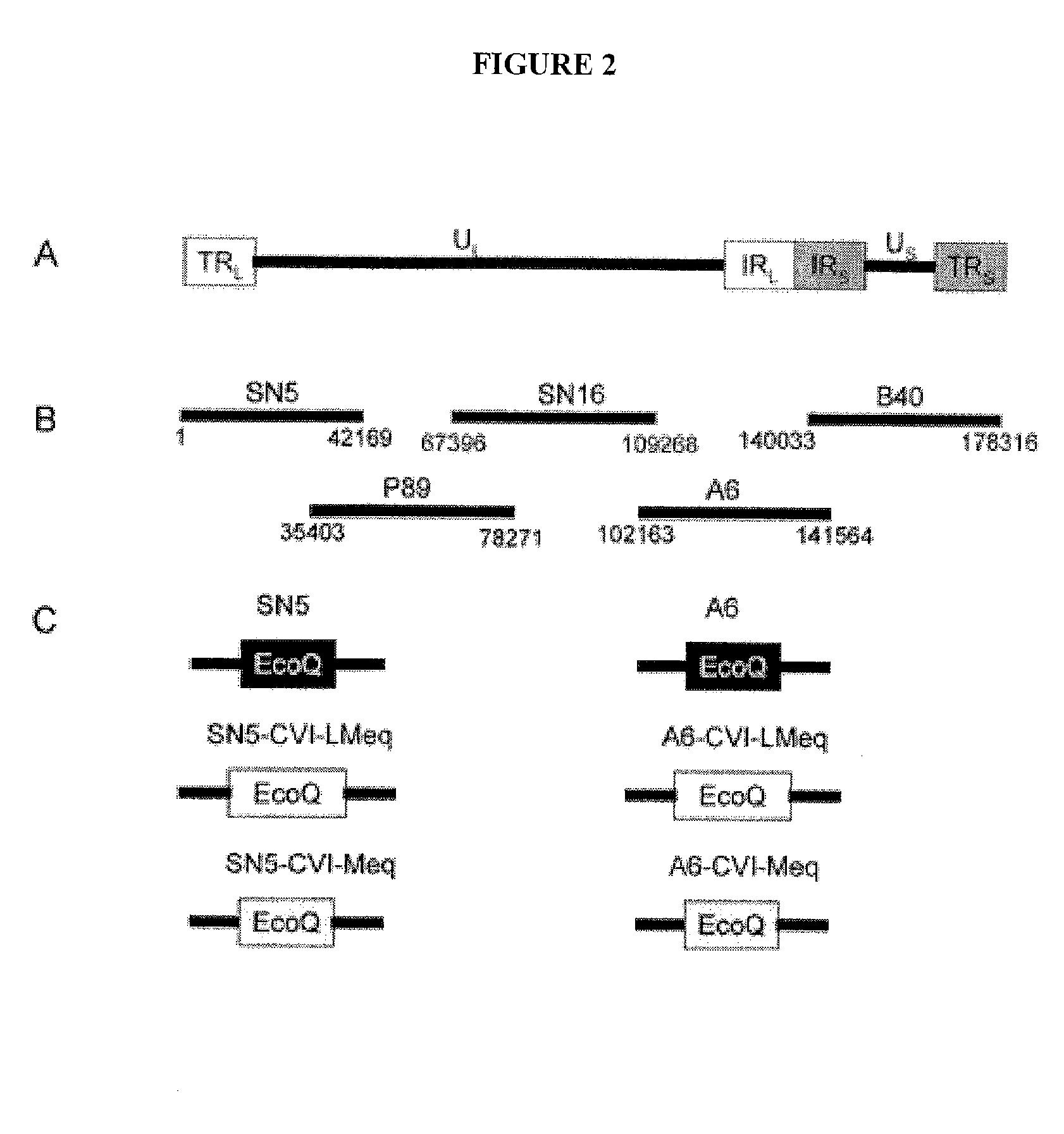 Marek's Disease Virus Vaccine Compositions and Methods of Using Thereof