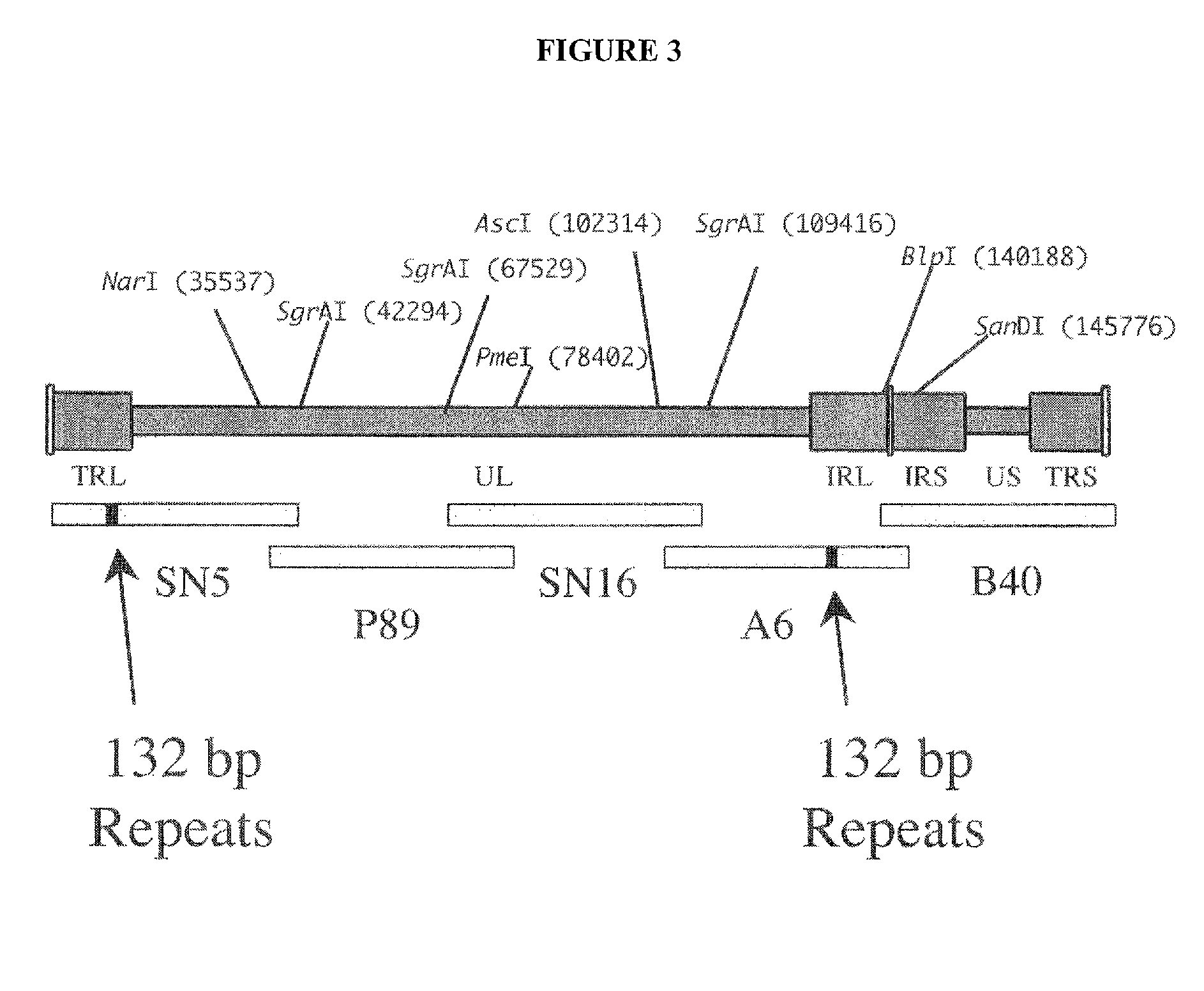 Marek's Disease Virus Vaccine Compositions and Methods of Using Thereof