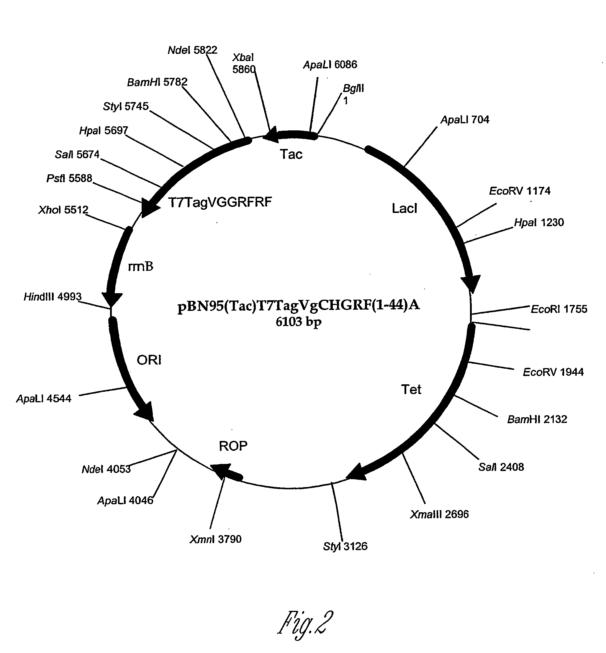Methods and DNA constructs for high yield production of polypeptides