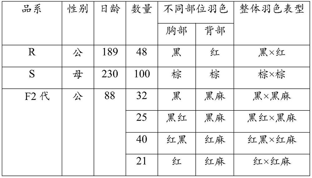 Chicken feather color character related gene MC1R molecular marker and application thereof