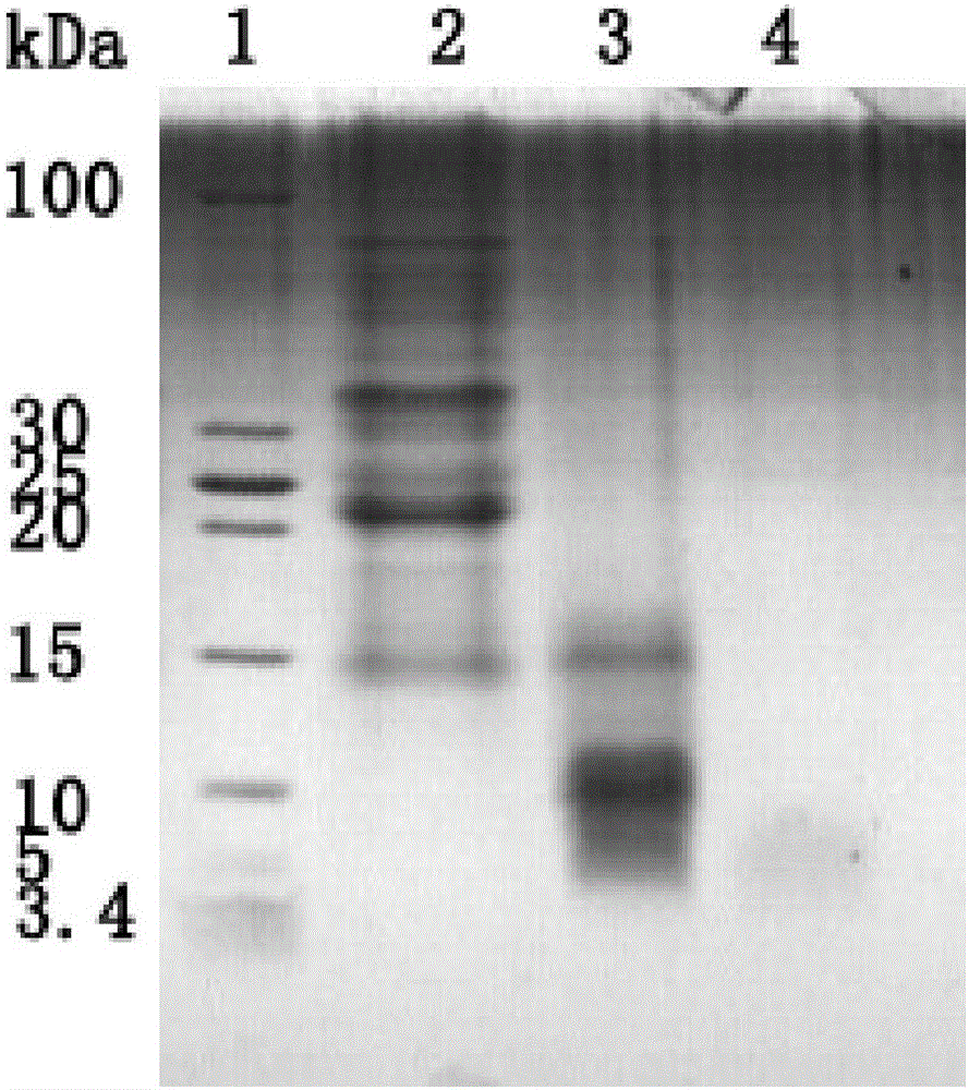 Method for preparing hulless oat blood sugar reducing polypeptide with hulless oat albumen powder