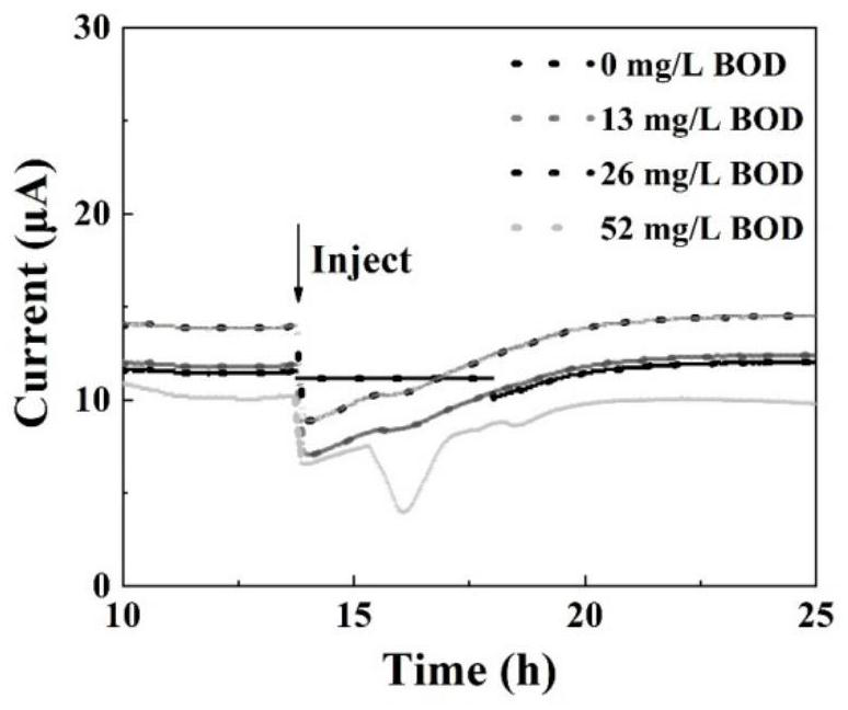 Preparation of biological cathode BOD (Biochemical Oxygen Demand) sensing system based on autotrophic and heterotrophic conversion