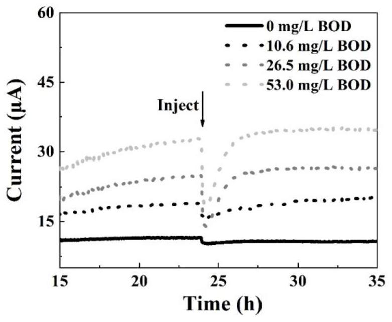 Preparation of biological cathode BOD (Biochemical Oxygen Demand) sensing system based on autotrophic and heterotrophic conversion