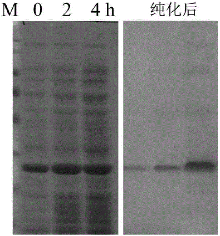 Codon-optimized Chi3L1 gene and application thereof