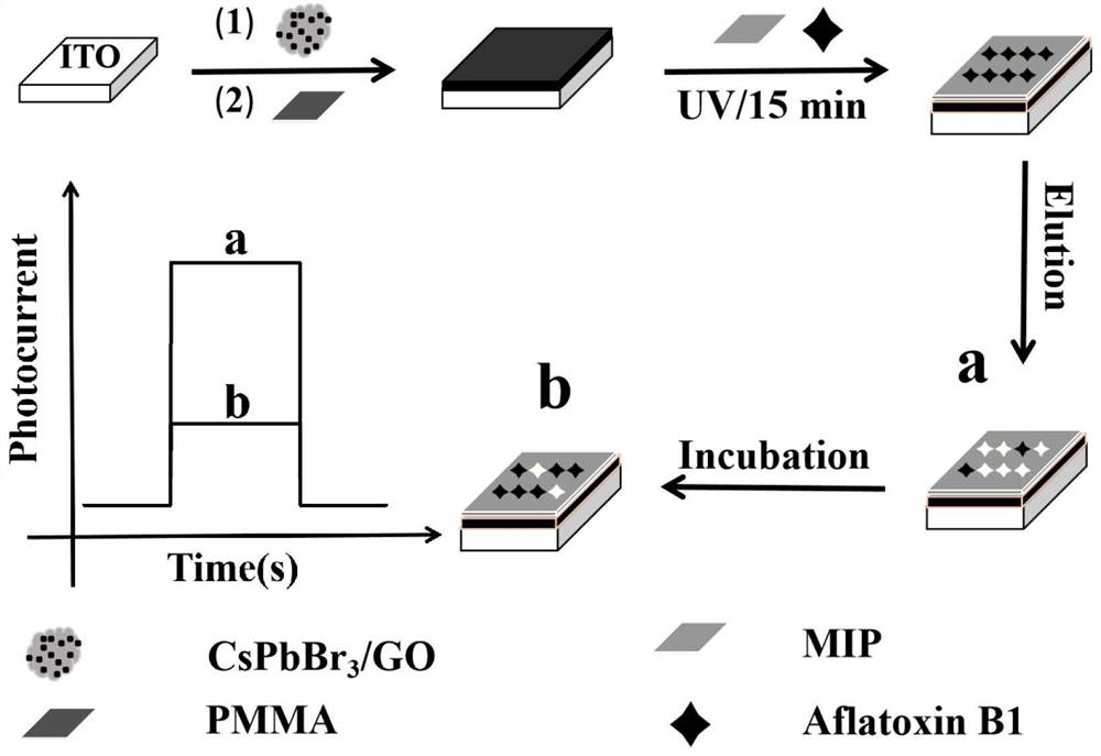 Based on cspbbr  <sub>3</sub> Molecularly imprinted photoelectrochemical sensor with /go homotype heterostructure and its preparation method and application