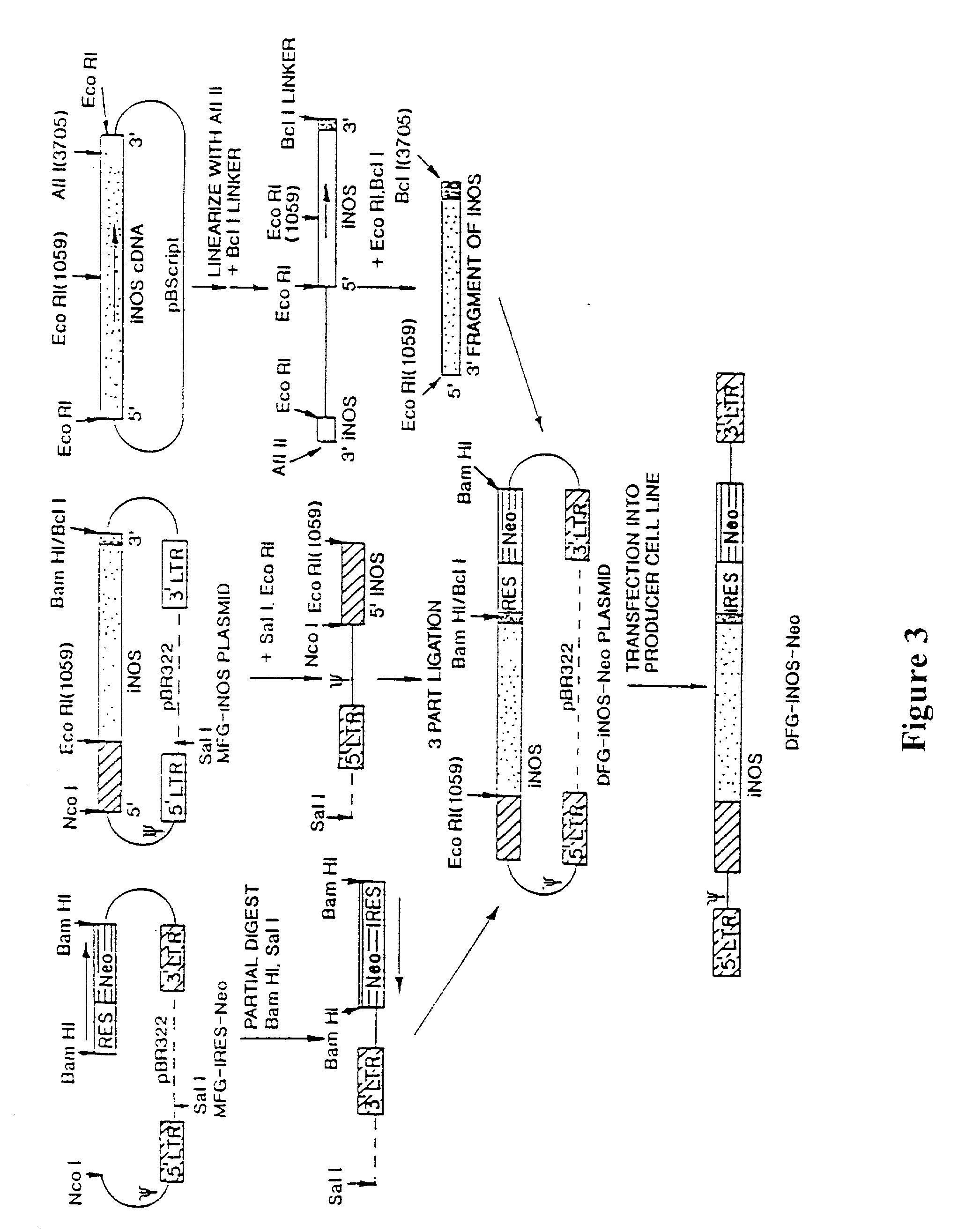 Inducible nitric oxide synthase for treatment of disease