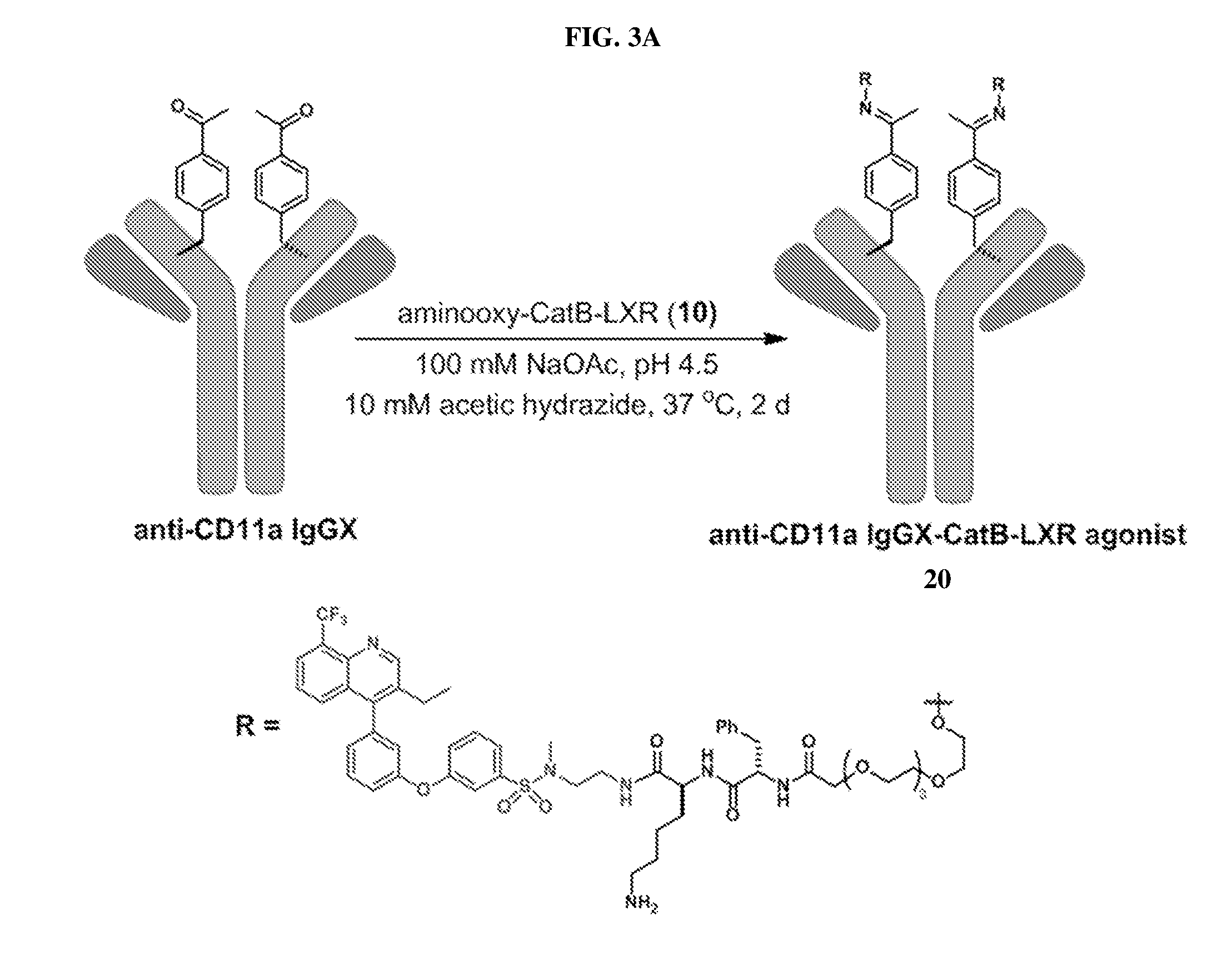 Liver x receptor agonists and uses thereof