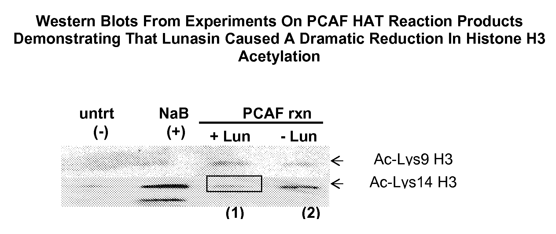 Methods for using soy peptides to inhibit h3 acetylation, reduce expression of hmg coa reductase, and increase ldl receptor and sp1 expression in a mammal