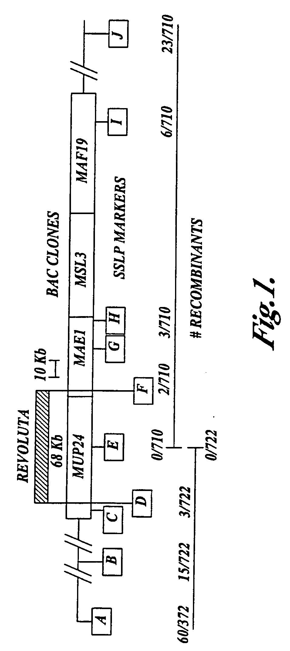 Compositions and methods for modulation of plant cell division