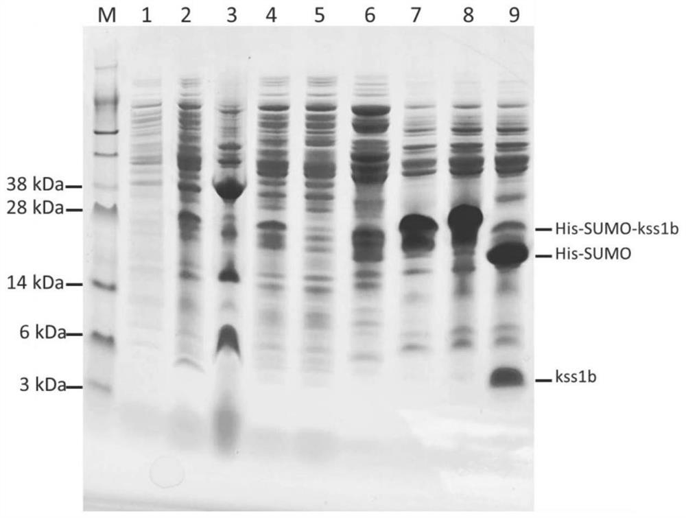 Biologically active peptide kss1b and its preparation method and application