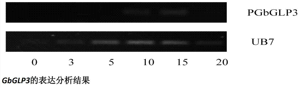 Fiber elongation-stage predominant-expression promoter, and preparation method and application thereof