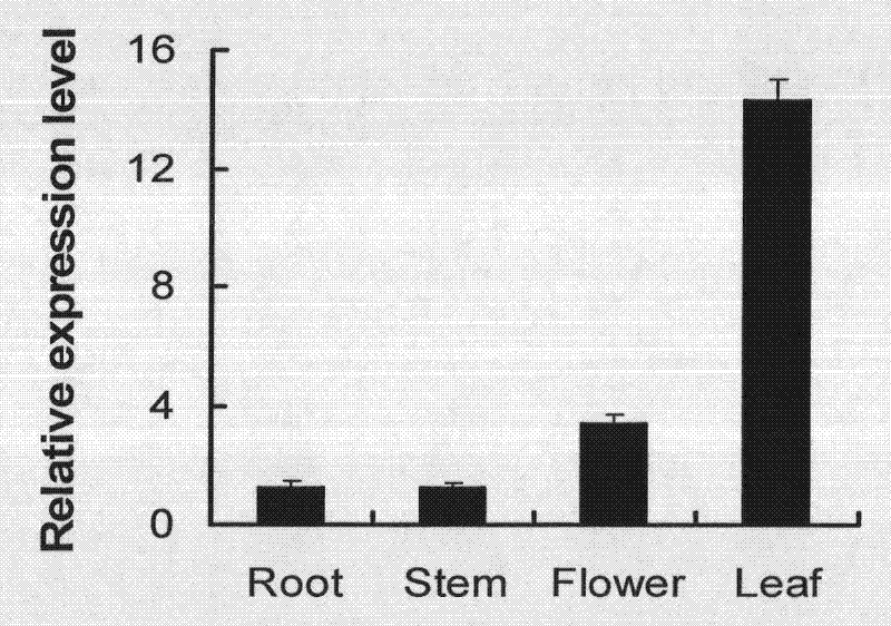 Tomato glutaredoxin gene SlRX1 as well as cloning method and application thereof