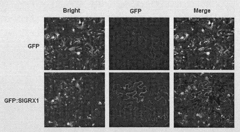 Tomato glutaredoxin gene SlRX1 as well as cloning method and application thereof