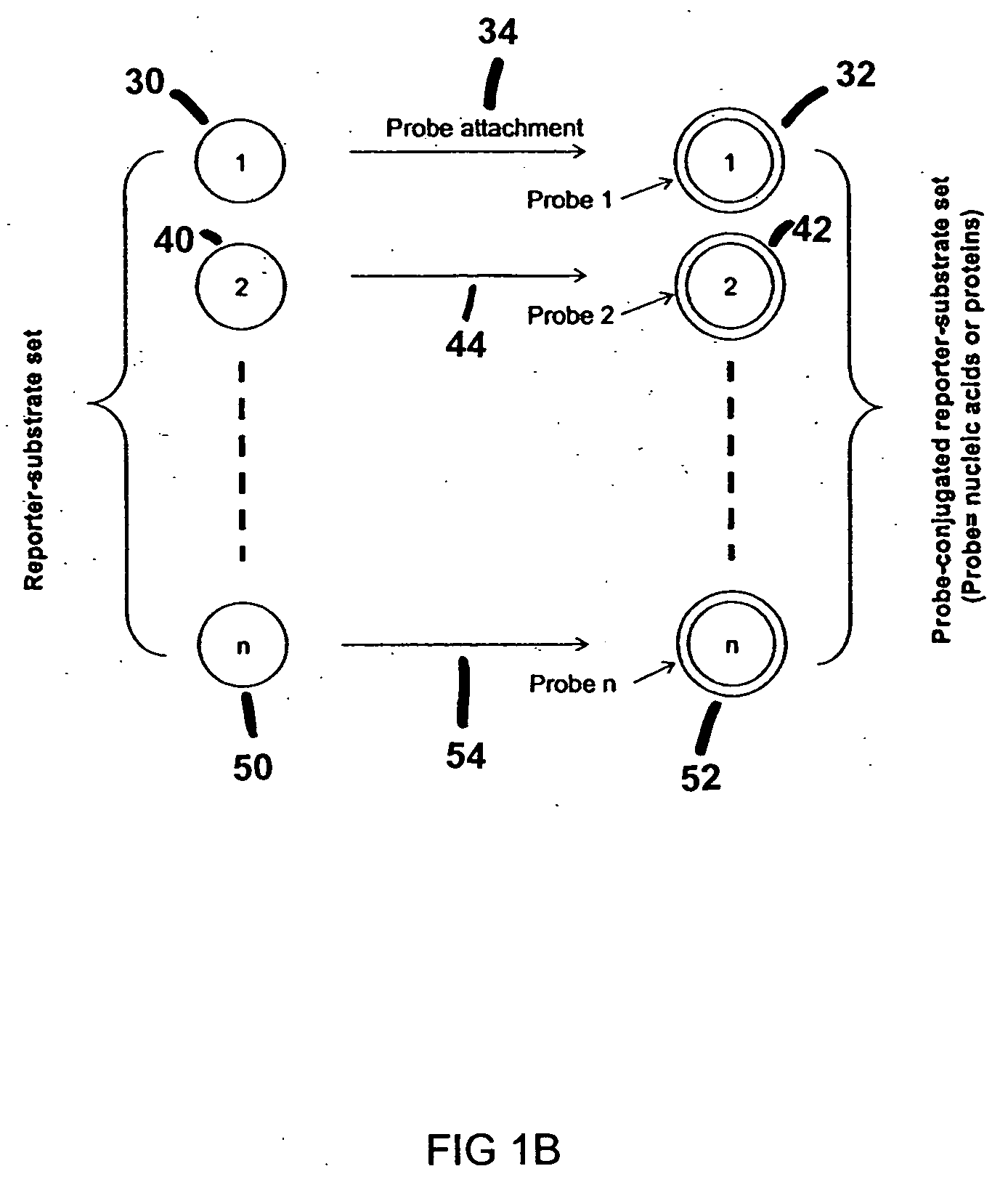 Methods and apparatus for SERS assay of biological analytes