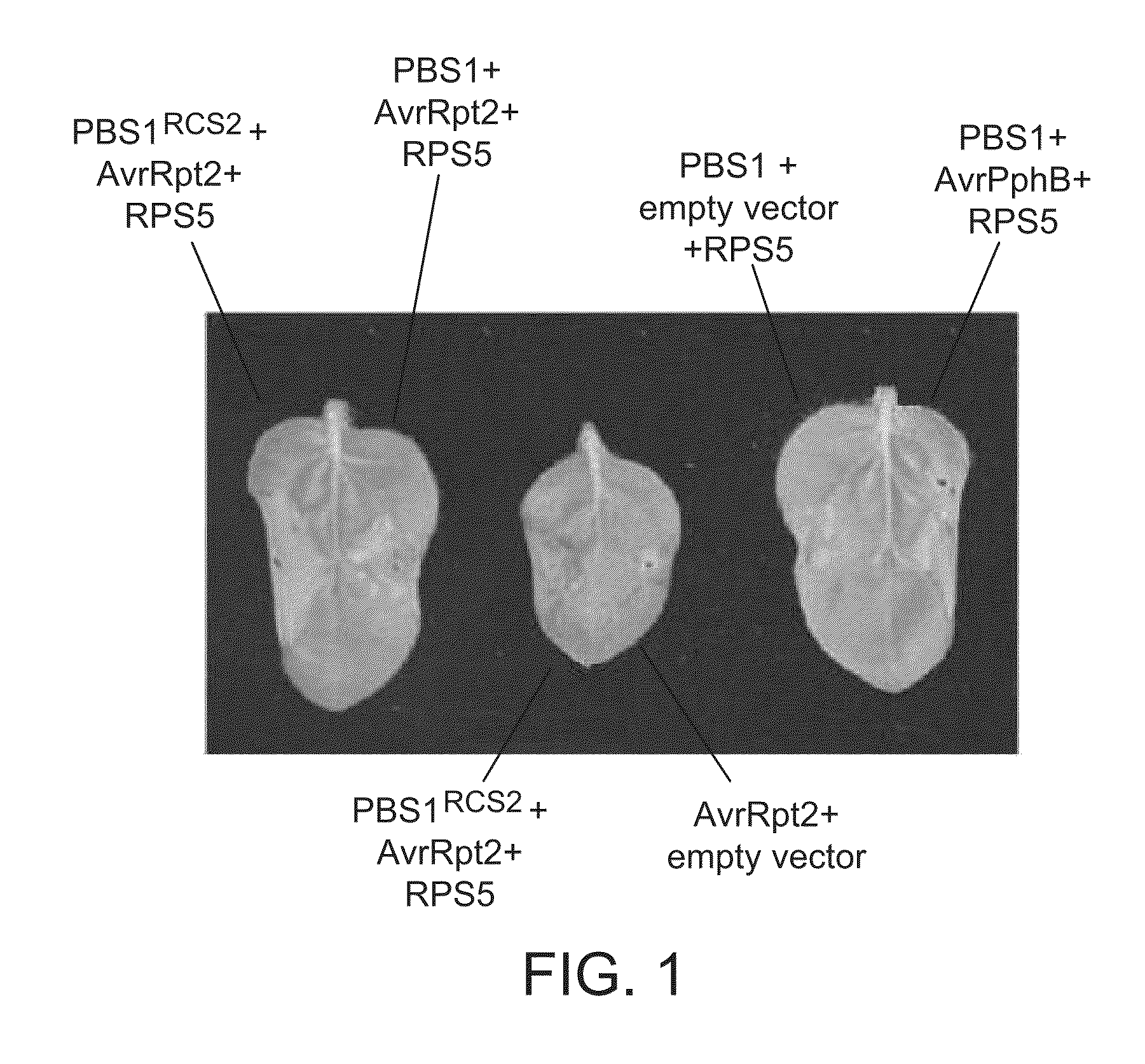 Compositions and systems for conferring disease resistance in plants and methods of use thereof