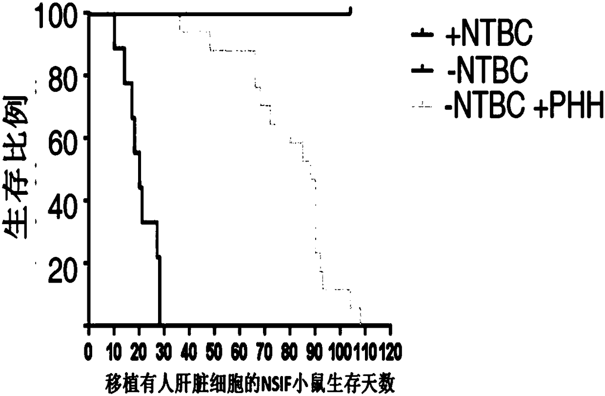 New application of immunodeficient mice model