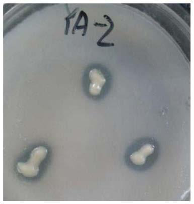A kind of enterobacteriaceae bacterial strain with phosphate-solubilizing ability and application thereof