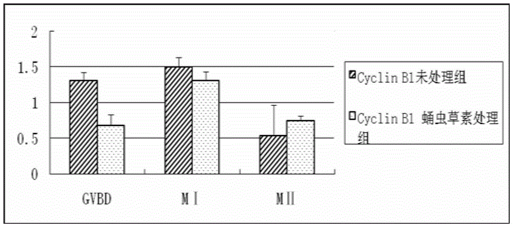 Application of cordycepin in in-vitro maturation culture of oocytes of small pig follicles