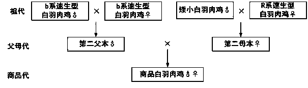 Forage-saving breeding method for parent generation white feather broilers and commercial white feather broilers