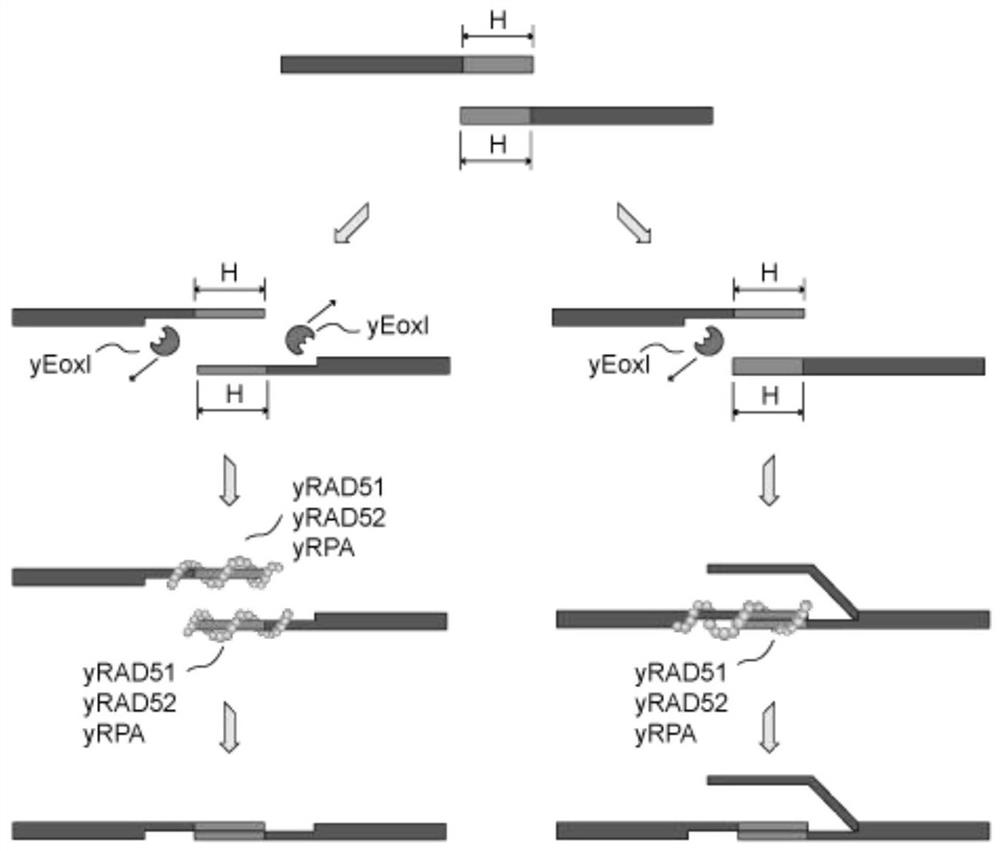 Yeast Cell Homologous Recombinase System, DNA In-vitro Assembly Reagent ...