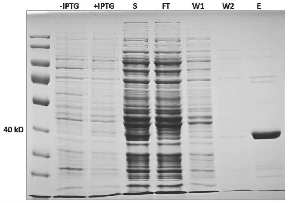 Application of FBA8 gene or FBA8 protein in preparation of reagent with phosphate transfer activity and/or proteolytic activity