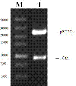Acetylxylan esterase and application thereof